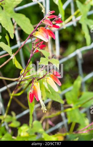 Primo piano di Ipomoea labata un perenne di arrampicata che è di solito cresciuto come un anno. Rosso arancio giallo e fiori bianchi durante l'estate in autunno. Foto Stock