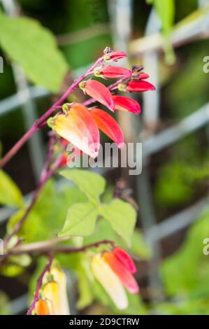 Primo piano di Ipomoea labata un perenne di arrampicata che è di solito cresciuto come un anno. Rosso arancio giallo e fiori bianchi durante l'estate in autunno. Foto Stock