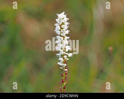 Singolo flowerspike di piccoli fiori bianchi di Alpine Bistort (Bistorta vivipara o Persicaria vivipara) in Cumbria Inghilterra Regno Unito Foto Stock