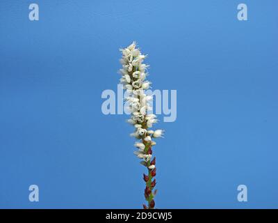 Singolo flowerspike di piccoli fiori bianchi di Alpine Bistort (Bistorta vivipara o Persicaria vivipara) in Cumbria Inghilterra Regno Unito Foto Stock