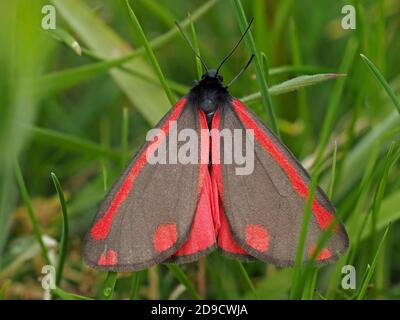 rosso e nero iridescenti colori di avvertimento dell'arctiide diurno Cinnabar Moth (Tyria jacobaeae) Riposando sulla prateria di giorno in Cumbria, Inghilterra Regno Unito Foto Stock