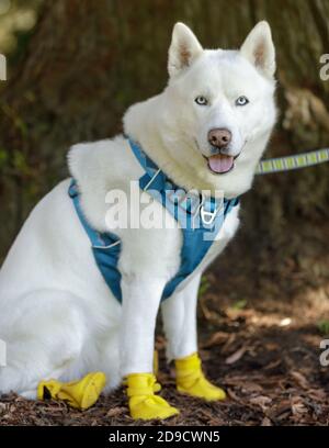 Scarpe di protezione da zampa da uomo White Siberian Husky. Foto Stock
