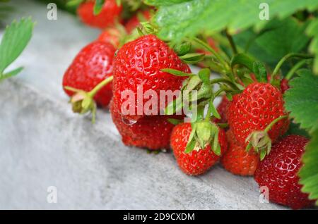 Giardino rosso maturo fragola primo piano, fuoco selettivo. Foto Stock
