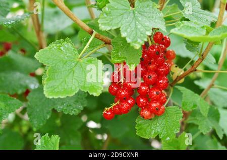 Ramificazione con le bacche di ribes rosso sulle foglie verdi di sfondo. Primo piano, messa a fuoco selettiva. Foto Stock
