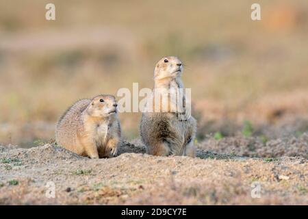 Coppia di cani di prateria dalla coda nera a den, (Cynomys ludovicianus), Autunno, Theodore Roosevelt NP, ND, USA, di Dominique Braud/Dembinsky Photo Assoc Foto Stock