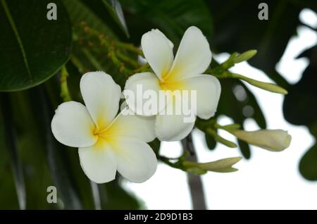 Bella di Frangipani fiore o plumeria isolato Foto Stock