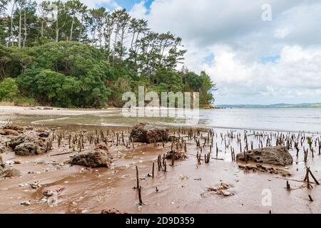 Piccolo estuario con piantine di mangrovie che crescono su fangflat Foto Stock