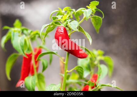 Tipica pianta messicana serrano Chili Foto Stock