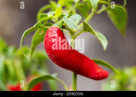 Tipica pianta messicana serrano Chili Foto Stock