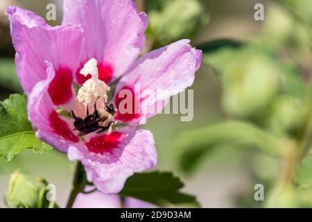 Bumblebee orientale comune, Bombus impaziens, raccogliendo polline da Hibiscus syriacus, rosa di fiore sharon. Kansas, Stati Uniti Foto Stock