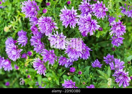 Una pianta di fiori di Henry II porpora con fiori multipli, Symphyotrichum novi-belgii. Wichita, Kansas, Stati Uniti. Foto Stock