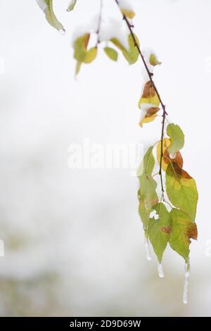 ambiente naturale albero ramo congelato con foglie verdi in autunno stagione invernale Foto Stock