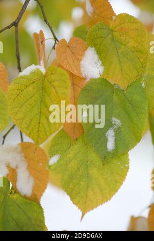 ambiente concetto di neve bianca su foglie verdi e marroni durante il tempo, la stagione dei cambiamenti climatici in autunno e in inverno Foto Stock