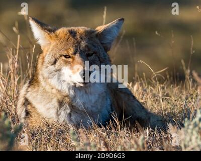 Coyote, Canis latrans, nel Parco Nazionale di Yellowstone, Wyoming, Stati Uniti Foto Stock