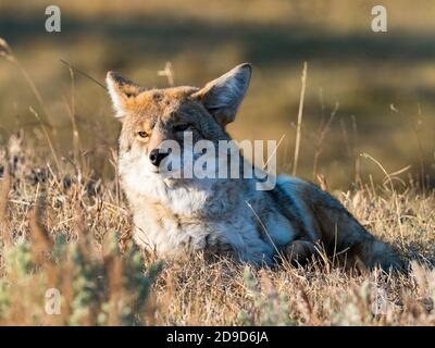 Coyote, Canis latrans, nel Parco Nazionale di Yellowstone, Wyoming, Stati Uniti Foto Stock