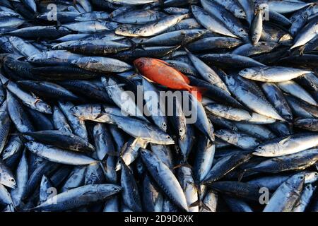 Il vivace mercato del pesce di mattina presto a Mutrah, Oman. Foto Stock