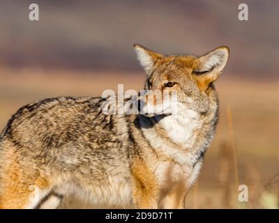 Coyote, Canis latrans, nel Parco Nazionale di Yellowstone, Wyoming, Stati Uniti Foto Stock