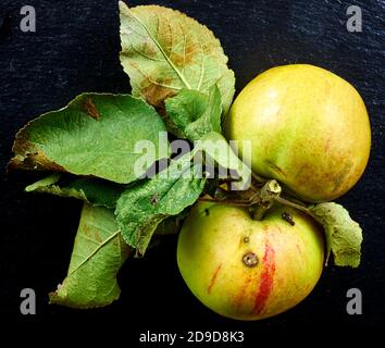Mele, piccole, vecchie, stropicciate e con macchie marroni e vermi, con foglie appassite sul ramo dopo la raccolta Foto Stock