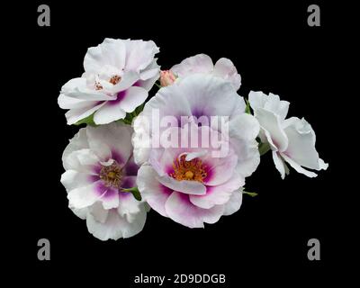 Delicata rosa rose isolate su sfondo nero Foto Stock