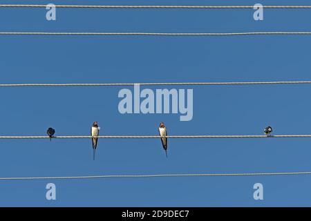 Swallows seduti su un cavo elettrico su uno sfondo blu cielo, vista ad angolo basso Foto Stock