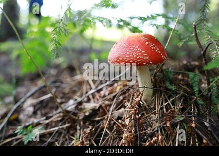 Dettagli di amanita rossa nella foresta, Carelia Foto Stock