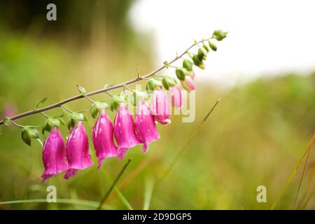 Primo piano fiori di campana viola appesi alla pianta Foto Stock