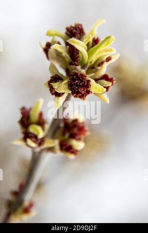 Rene albero in primavera. Giovani grandi gemme sui rami contro uno sfondo sfocato sotto il sole luminoso. Verticale Foto Stock