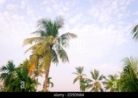 Coconut Palm tree foto di sfondo in primavera tema stagionale retroilluminato, ma vivace colore cielo tramonto. Albero di palma illuminato dalla luce del sole. Goa Sea Beach Foto Stock
