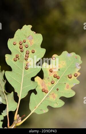 Palline spangle comuni o palline a bottone di seta, Neuroterus numismalis, che cresce sul lato inferiore della foglia di quercia pubescente, Quercus pubescens Foto Stock