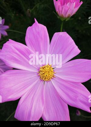 COSMOS è un genere della famiglia delle Asteraceae , con lo stesso nome comune di cosmo, costituito da piante fiorite della famiglia dei girasoli. Foto Stock