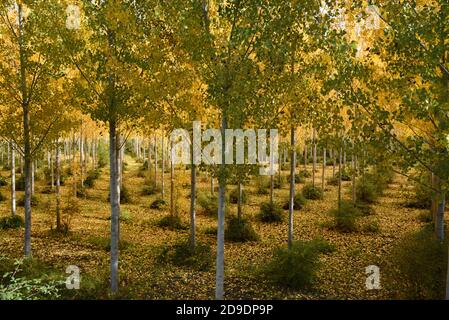 Colori autunnali nella piantagione di Poplar bianchi, Populus alba, aka Pioppo d'Argento o Pioppo d'argento Provenza Francia Foto Stock