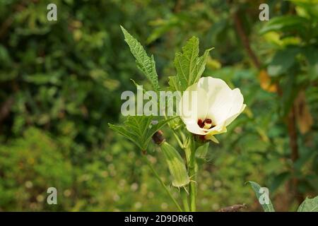 Fiori e frutti di okra pianta. Abelmoschus esculentus Foto Stock