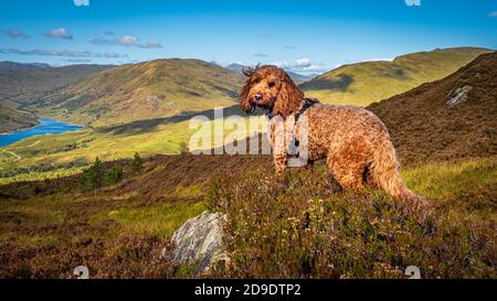 Un cockapoo rosso in piedi vicino a un cairn sulle colline Sopra Loch Finglas nel Parco Nazionale Trossachs Foto Stock