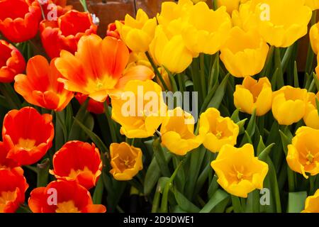 Tulip. Bouquet di tulipani. tulipani colorati. I tulipani in primavera,colorato tulip Foto Stock
