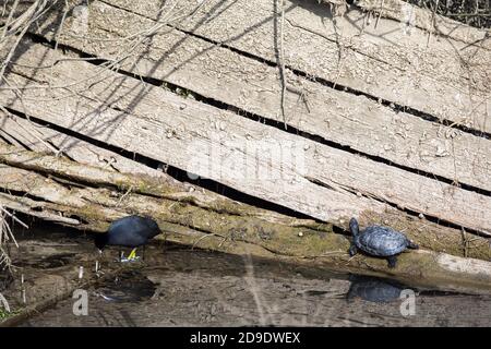 Cursore giallo Turtle Trachemys Scripta Scripta in piedi su un legno naufragio con un piede comune a piedi nelle vicinanze Foto Stock