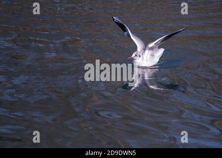 Seagull Larus argentatus atterrando sulla vista del font dell'acqua Foto Stock