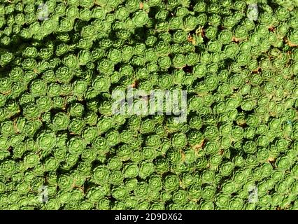 Una vista dall'alto di un tappetino di Cevenne saxifrage. Foto Stock