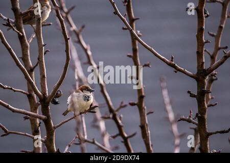 Passera (Passer Domesticus) in piedi su un ramoscello di un albero senza foglie Foto Stock