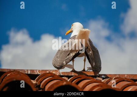 Seagull che si erge su un tetto piastrellato di un edificio Foto Stock