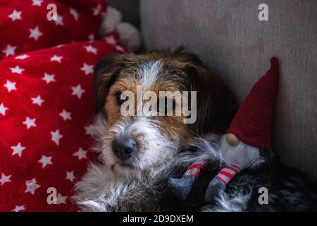 Il beagle giovane del cane e la miscela del terrier della volpe che posa su un Cuscino rosso con stelle e un giocattolo Babbo Natale Foto Stock
