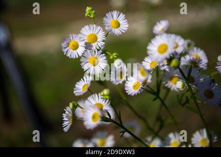 Bel fiore comune Daisy Bellis perennis su un prato vicino su Foto Stock