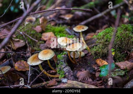Funghi giovani tufo di zolfo Hypholoma fasciculare tra radici e erba primo piano Foto Stock