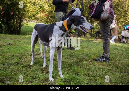 Ritratto di un felice nero e bianco pinto spagnolo Greyhound Cane Galgo in piedi sull'erba Foto Stock