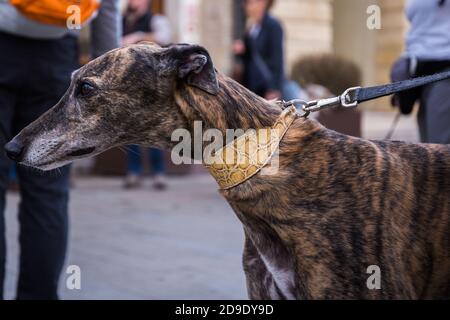 Faccia di un cane spagnolo Greyhound Gango al guinzaglio in città Foto Stock