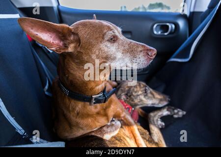 Cane di Podenco andaluso maschile su una femmina spagnola Greyhound Galgo su un sedile posteriore in auto Foto Stock