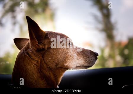 Immagini Stock - Il Cane Curioso Guarda L'aspirapolvere. Image 157339703