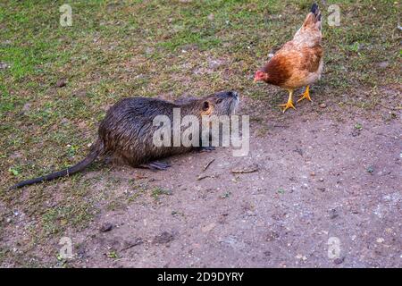 Contatto visivo tra una fibra di castoro eurasiatica e un gallus gallus gallus domesticus gallus sull'erba Foto Stock