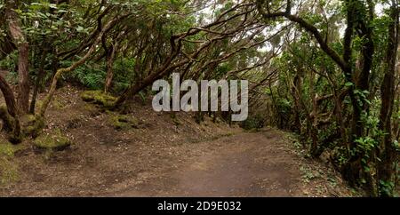 Anaga Mountains, Tenerife - sentiero escursionistico attraverso la foresta di alloro Foto Stock