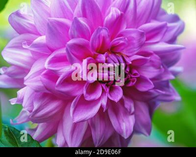 Closeup di una bella rosa viola Dahlia fiorire alla luce del sole in un giardino Foto Stock