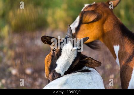 Capra domestica Capra Aegagrus Hircus faccia da vicino Foto Stock